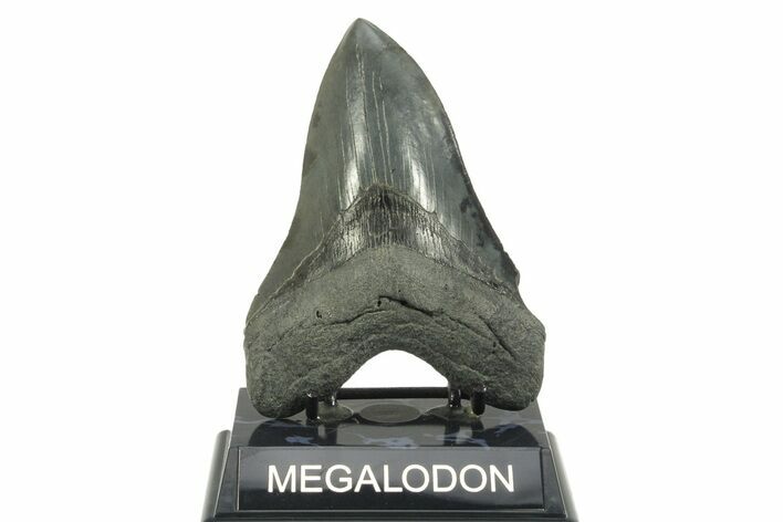 Serrated, Fossil Megalodon Tooth - South Carolina #365715